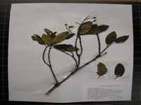 Herbarium sample